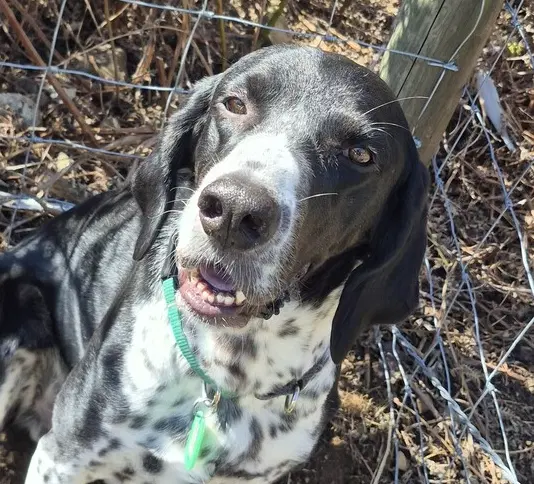 Carson - Local - Kt - English Pointer