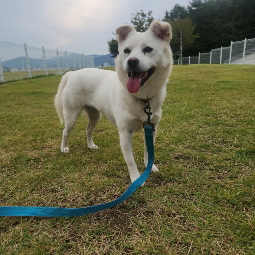 Julie (South Korea) lp
