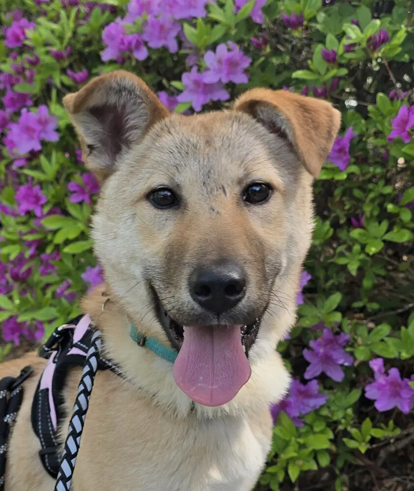 Mario S Korea Hz - Jindo (Korean)