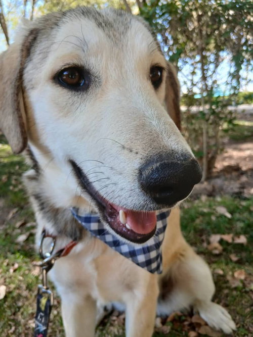 CUTIE (Mid-East) ma