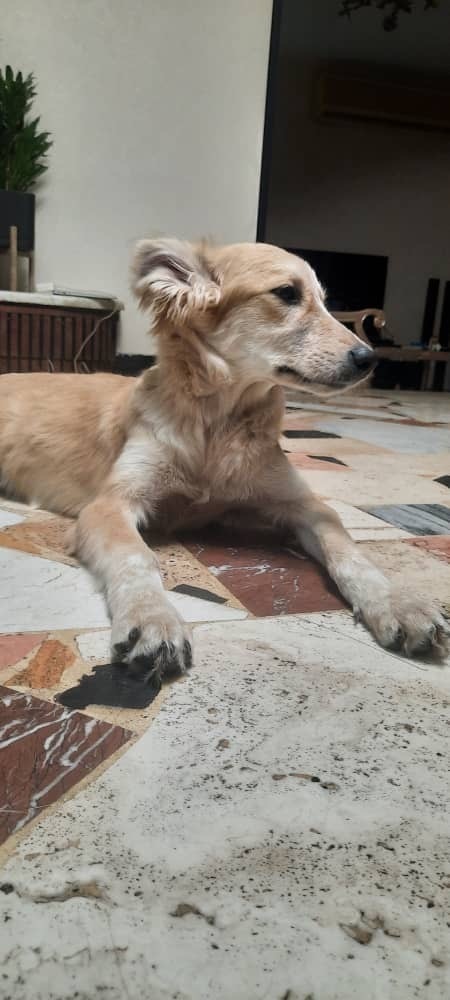 CLEMENTINE (Mid-East) LF