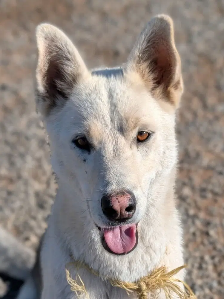 Diesel Courtesy Post - German Shepherd Dog