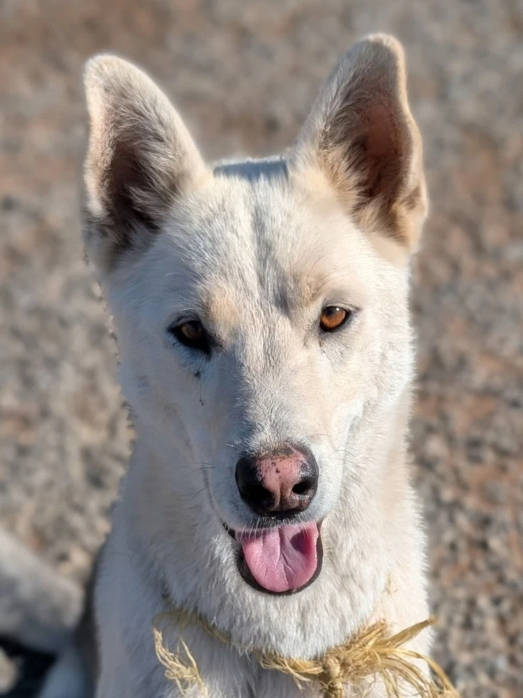 Diesel Courtesy Post