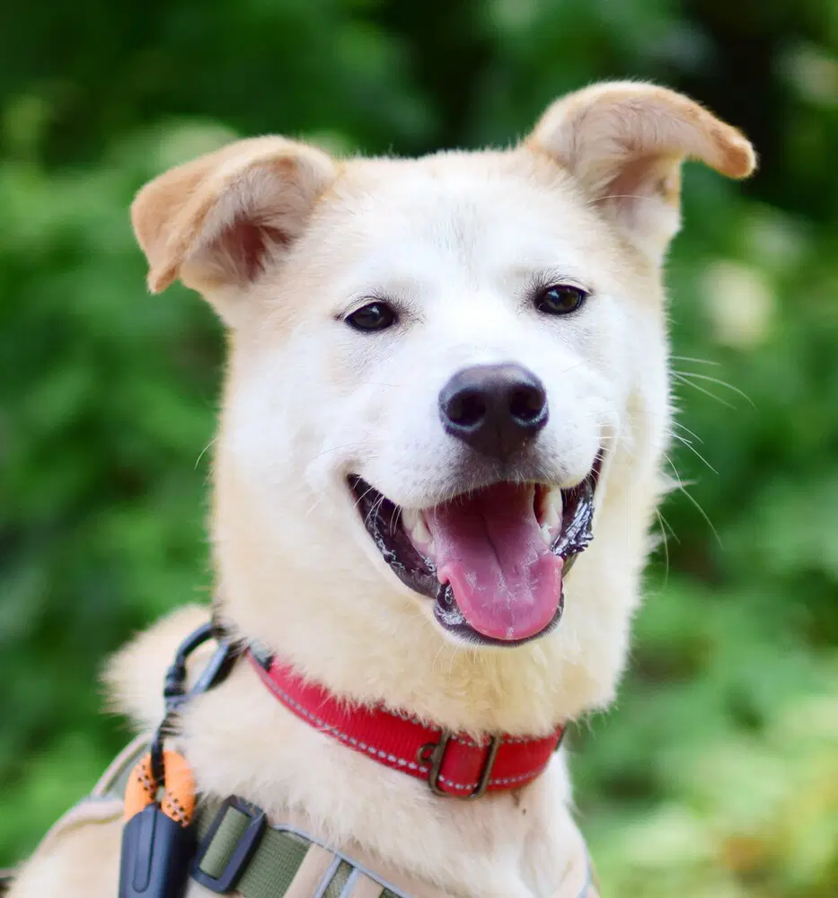 Magellan S Korea Hz - Jindo (Korean)