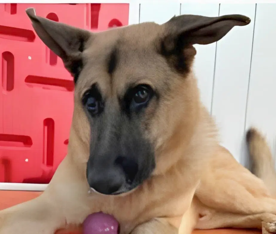 Polo Courtesy Post - German Shepherd Dog