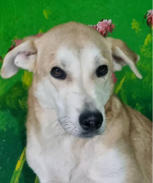 Vienna (Mid-East) sm, an adoptable Shepherd in LANGLEY, BC