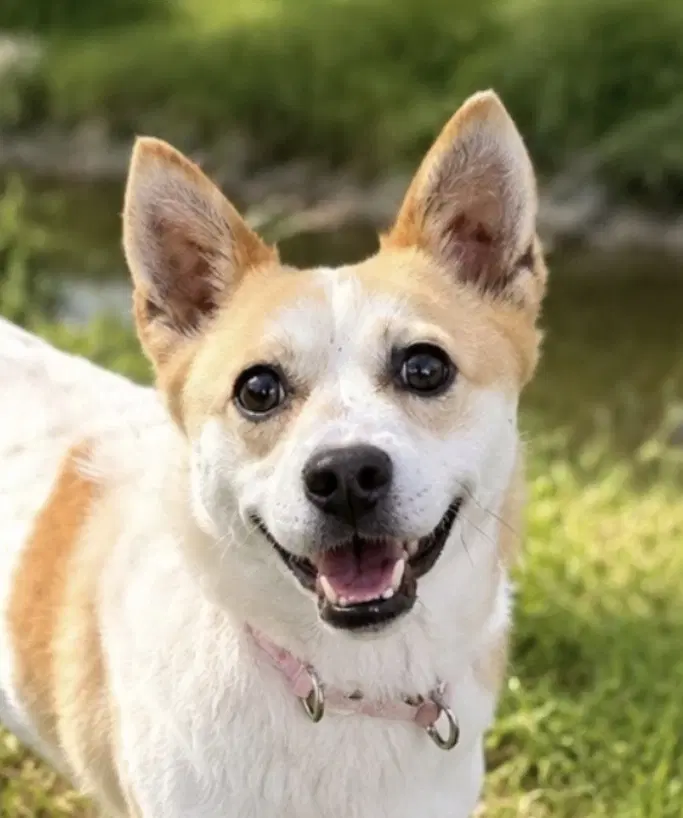 Jeff S Korea Hz - Jindo
