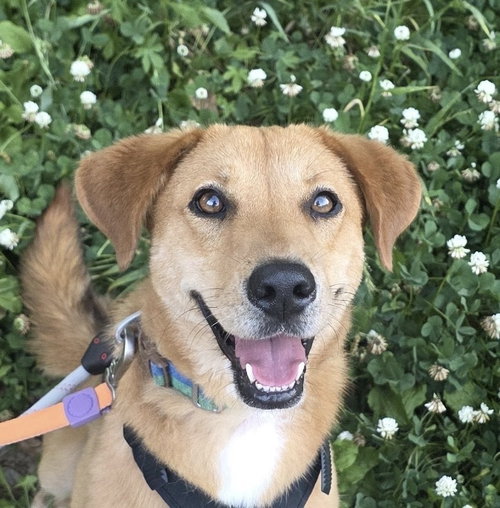 Sunflower (S. Korea) HZ, an adoptable Jindo in LANGLEY, BC