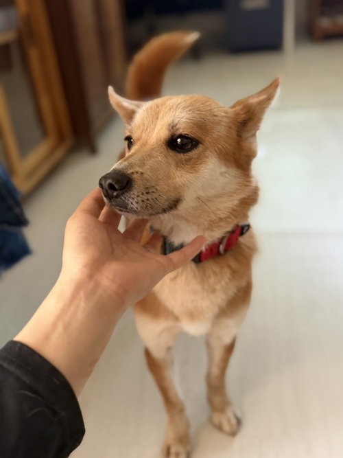Harry (South Korea) lp, an adoptable Jindo in LANGLEY, BC