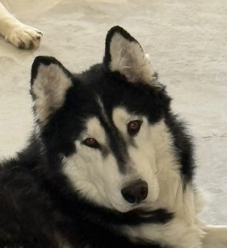 Mukluk Mid-East Yo - Husky