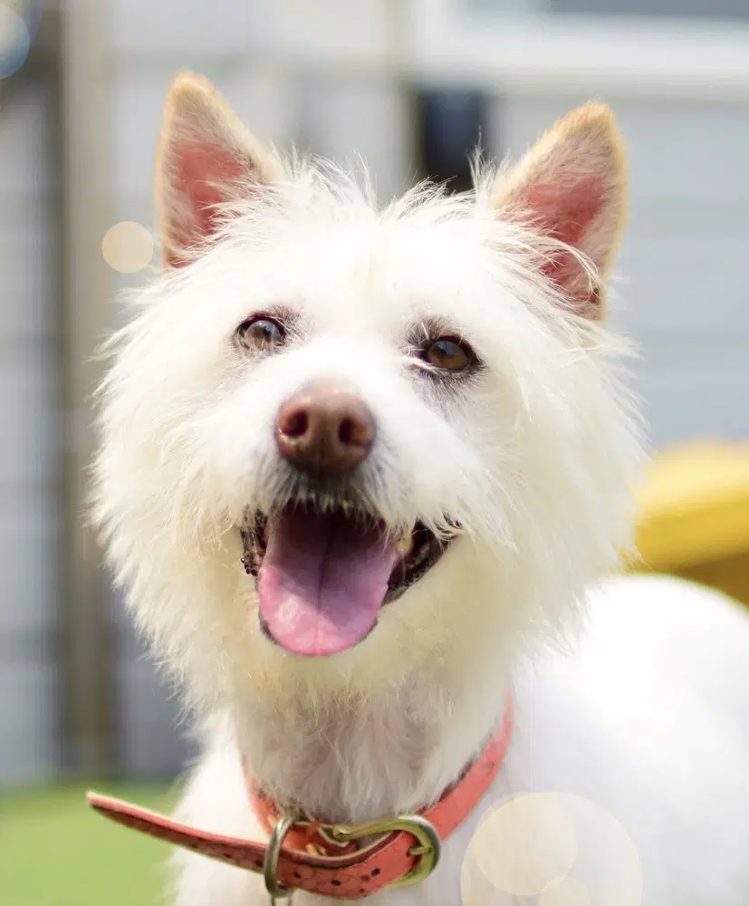 Sally S Korea Hz - Terrier