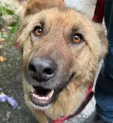 Asher Local Kt - German Shepherd Dog