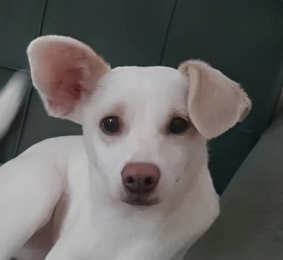 Lunara Mid-East Yo - Adopt Pendg - Spaniel/Terrier