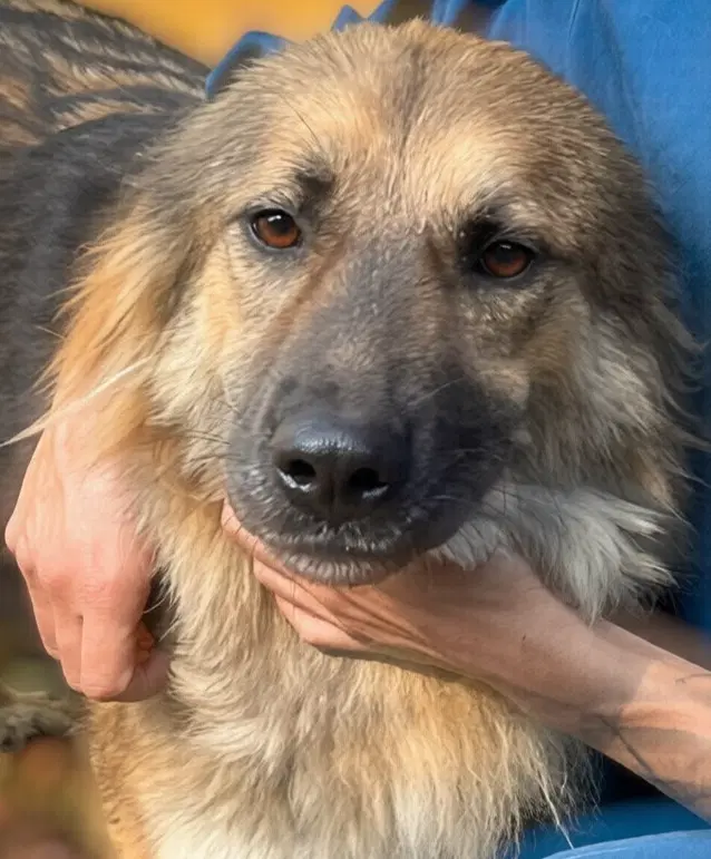 Pinda Lebanon Nt - German Shepherd Dog