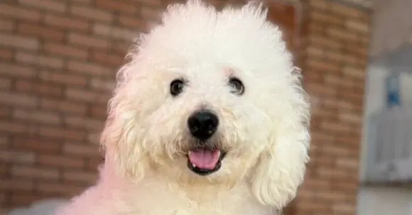 Popcorn Greater Vanc - Ma - Poodle mix