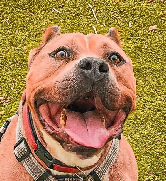Bubba Us N Mexico Yo - American Staffordshire Terrier
