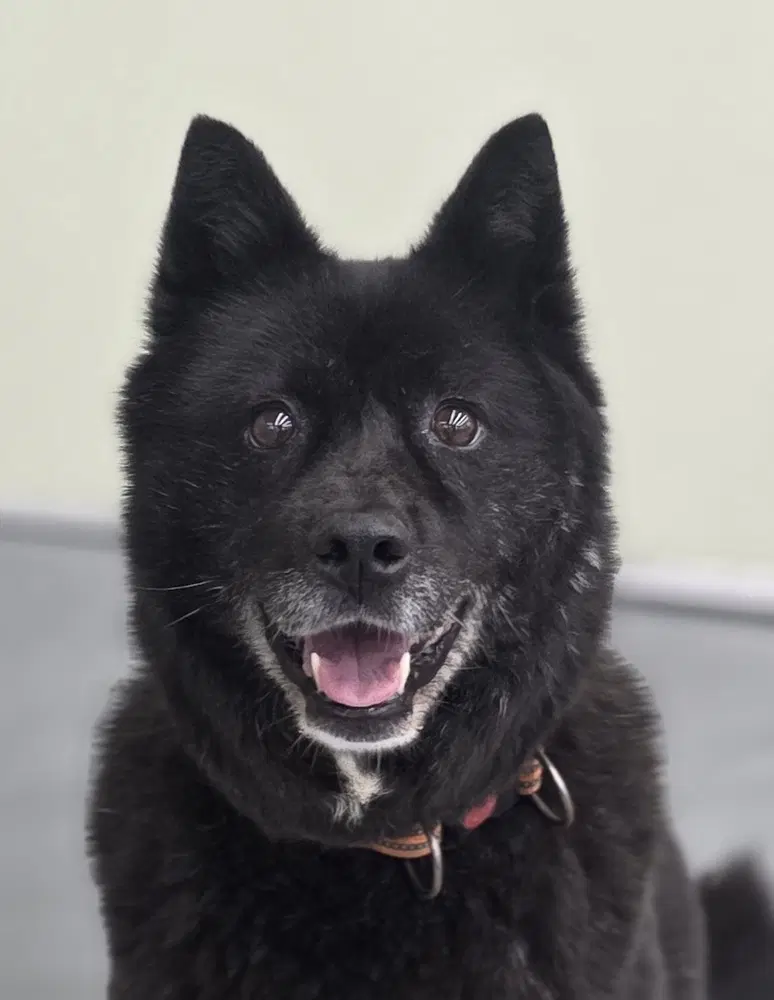 Vega S Korea Hz - Jindo (Korean)