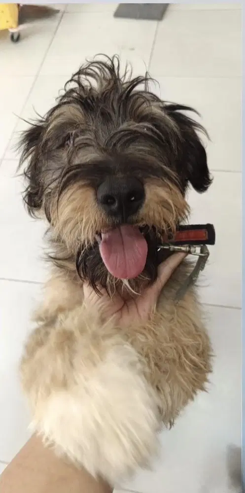 Alfie Calif Ky - Wheaten Terrier