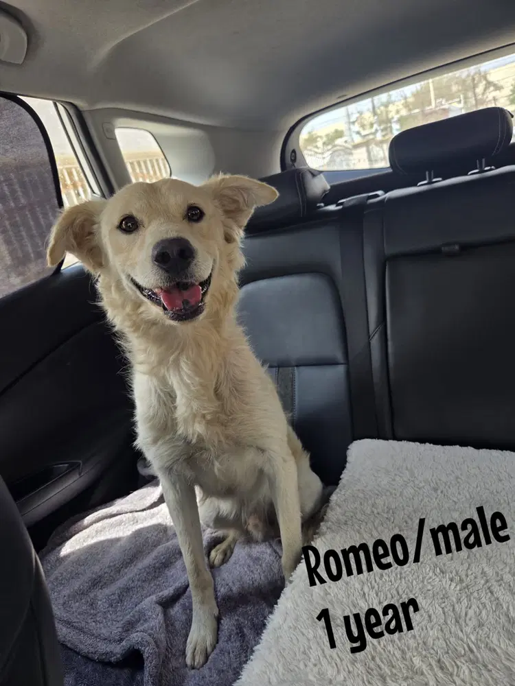 Romeo Calif Ky - Retriever-mix