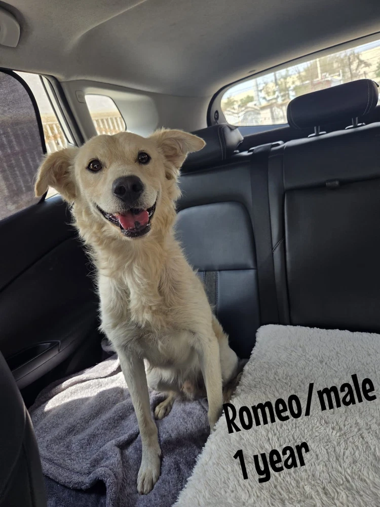 Romeo Calif Ky