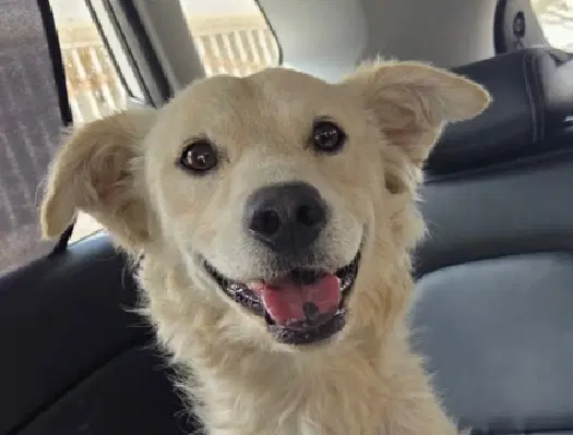 Romeo Calif Ky - Retriever-mix