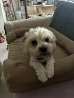 Archie Calif Ky - Maltese