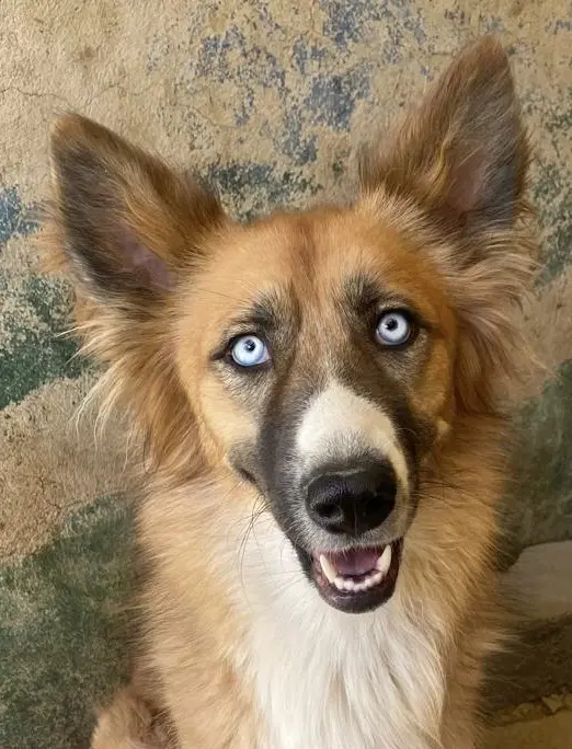 Dolly - Husky