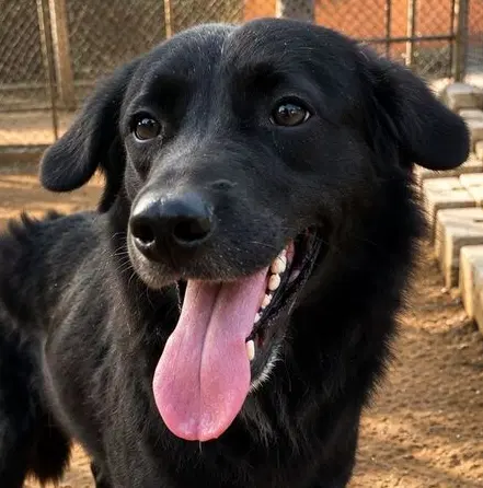 Harry Lebanon Nt - Labrador Retriever