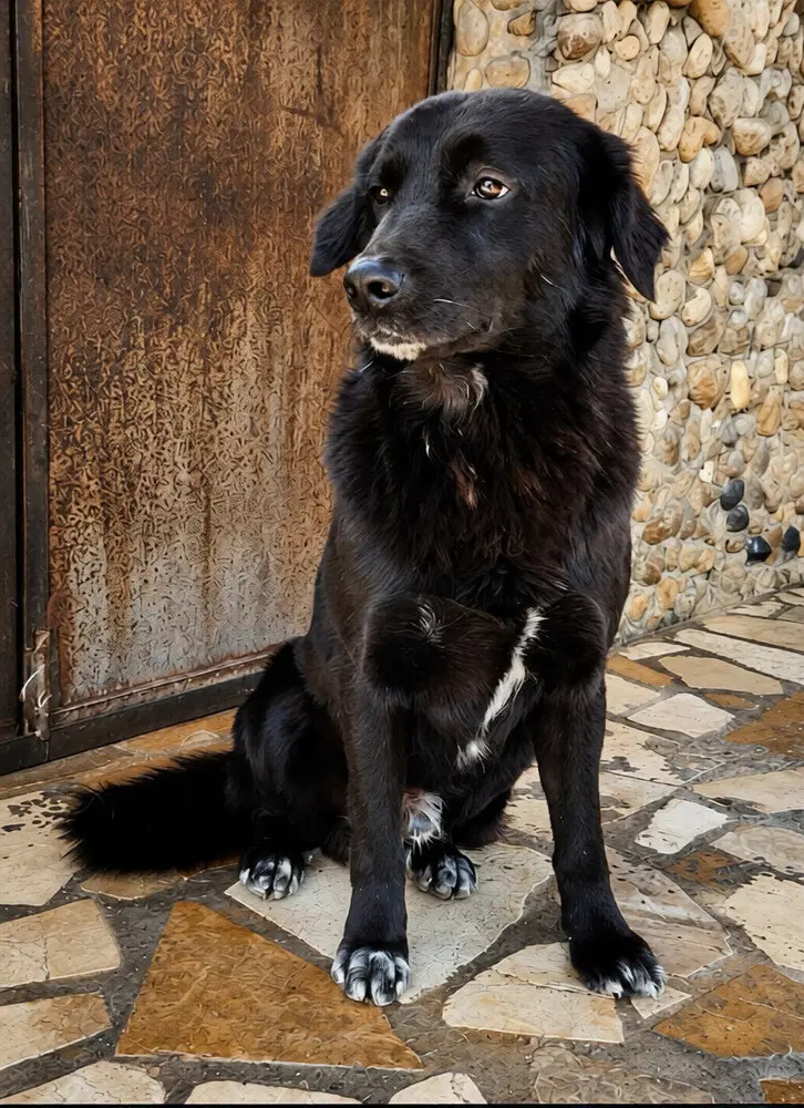 Harry Lebanon Nt image 2