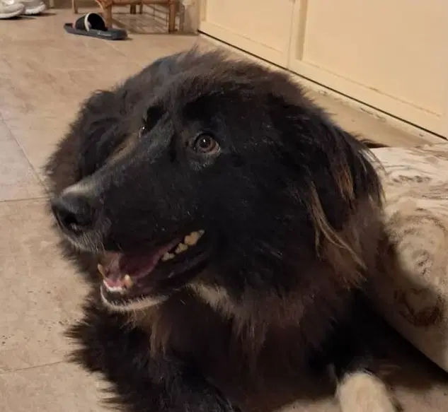 Buster Mid-East Sm - Shepherd
