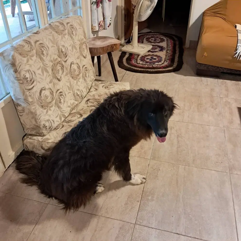 Buster Mid-East Sm image 2
