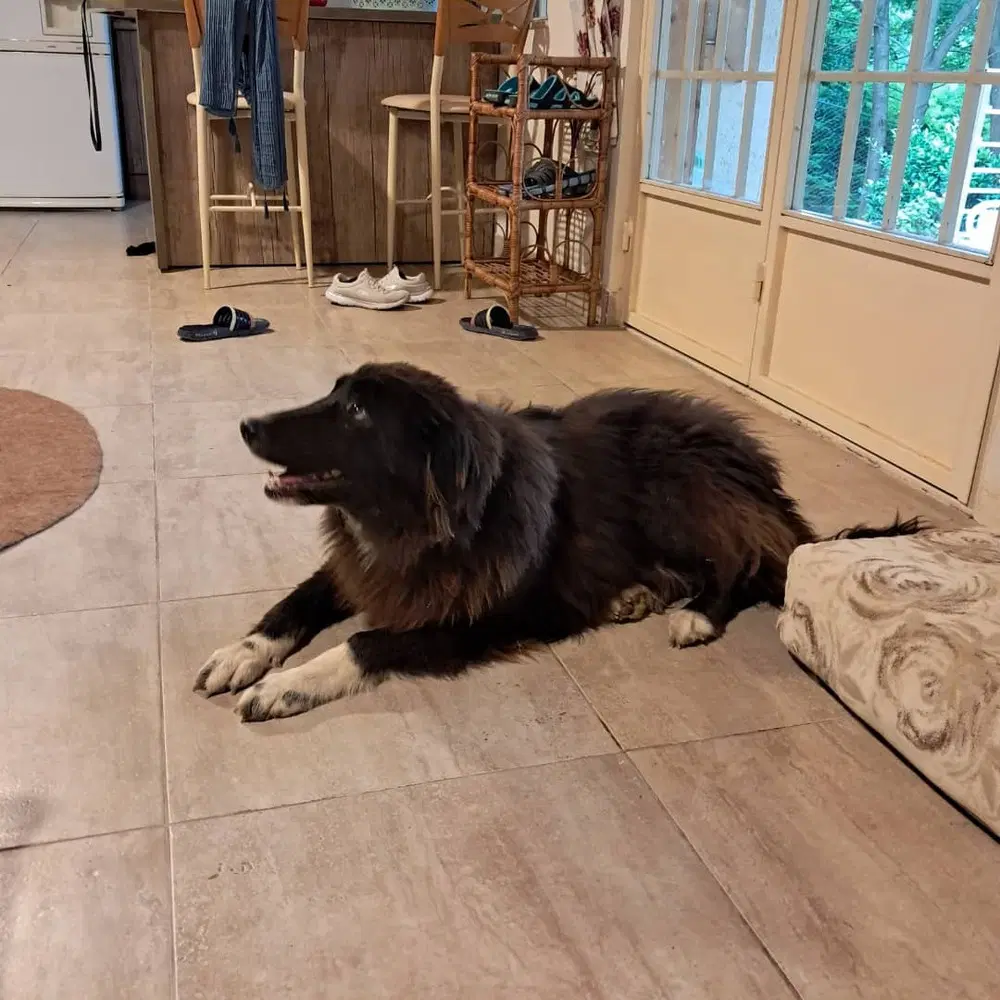 Buster Mid-East Sm image 3