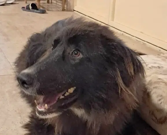 Buster Mid-East Sm - Golden Retriever
