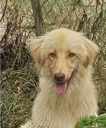 Archie (Mid-East) sm photo 2