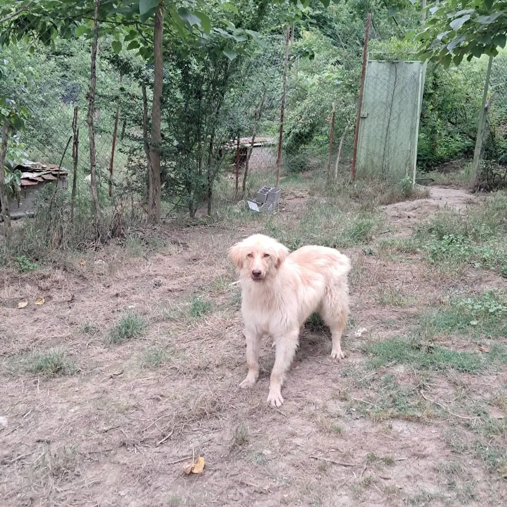 Archie Mid-East Sm image 4