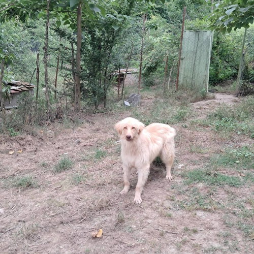 Archie (Mid-East) sm photo 4