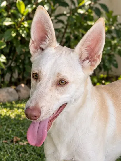 Pearl Lebanon - Nt - Labrador Retriever