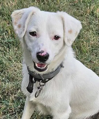 Snowball Turkey Kt - Spitz/Labrador Retriever