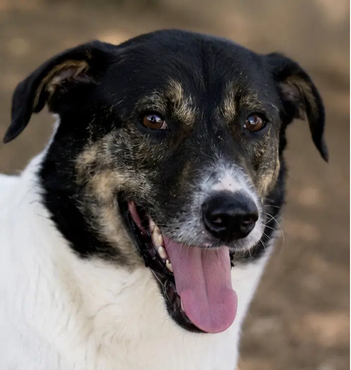 Jasper Lebanon Nt - Terrier