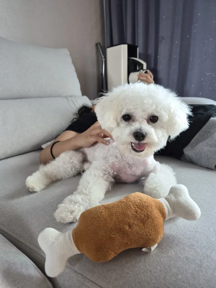 Toto S Korea Hz image 2