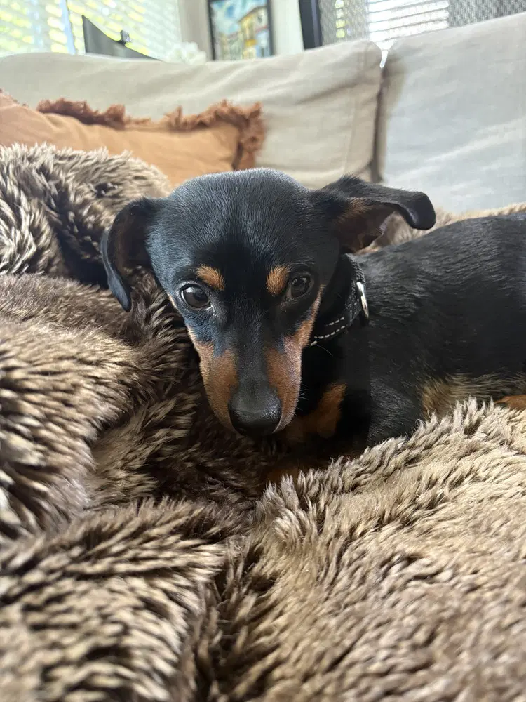Rupert - Local - Ky - Dachshund