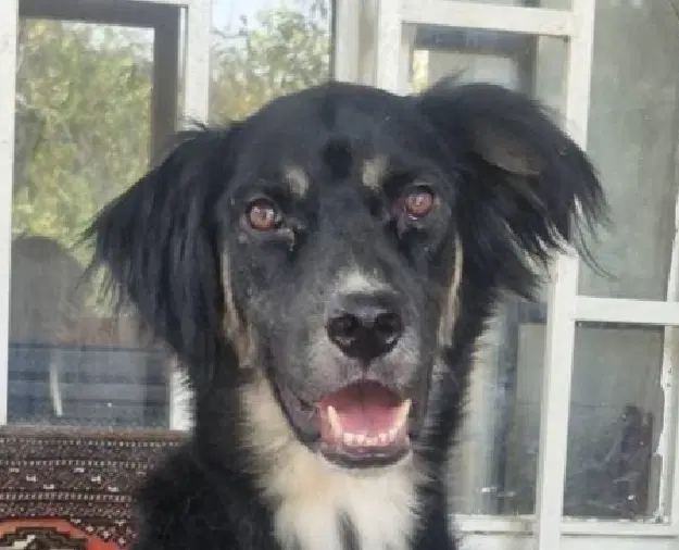 Charcoal Mid-East Yo - English Shepherd