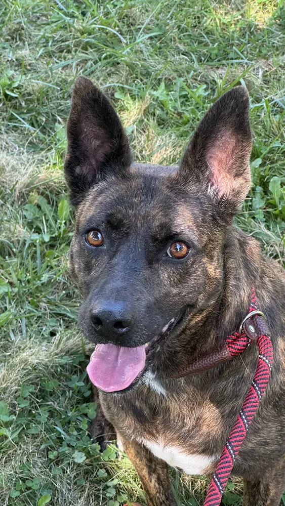 Cleo Calif Ky - Dutch Shepherd
