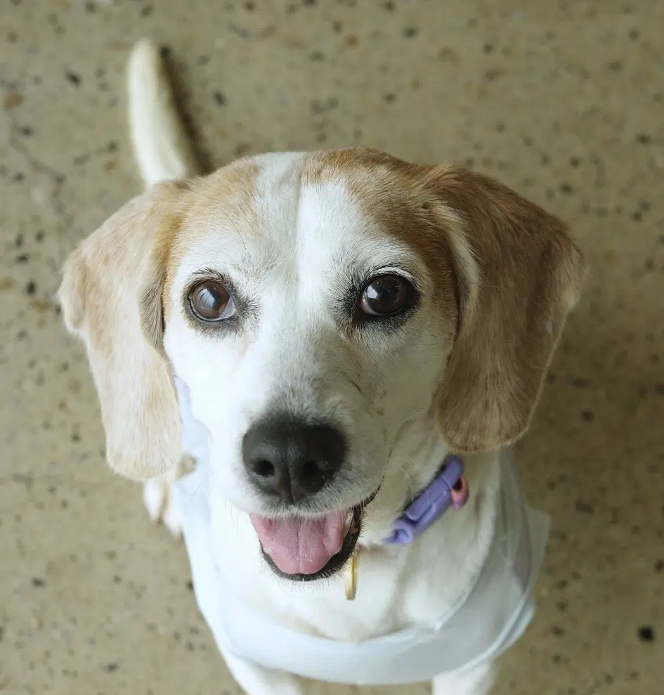 Gloria S Korea Hz - Beagle