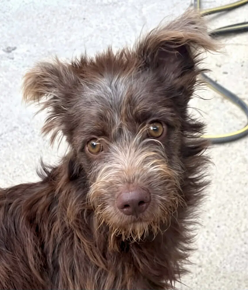 Marjorie Turkey Kt - Wire-haired Pointing Griffon