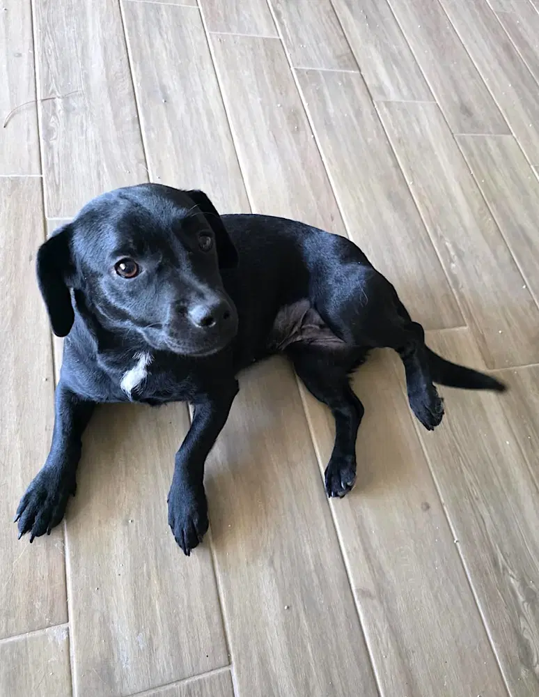 Jodie Turkey Kt - Dachshund