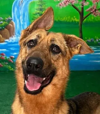 Nellie Local Sf - German Shepherd Dog