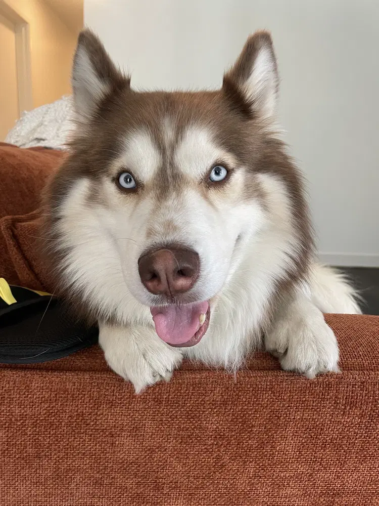 Milo Canelo Courtesy Post - Siberian Husky