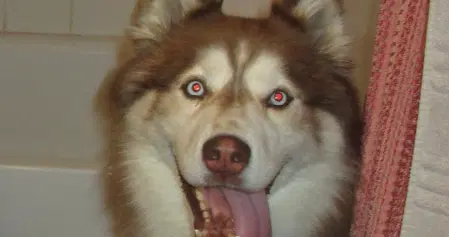 Milo Canelo Courtesy Post image 2