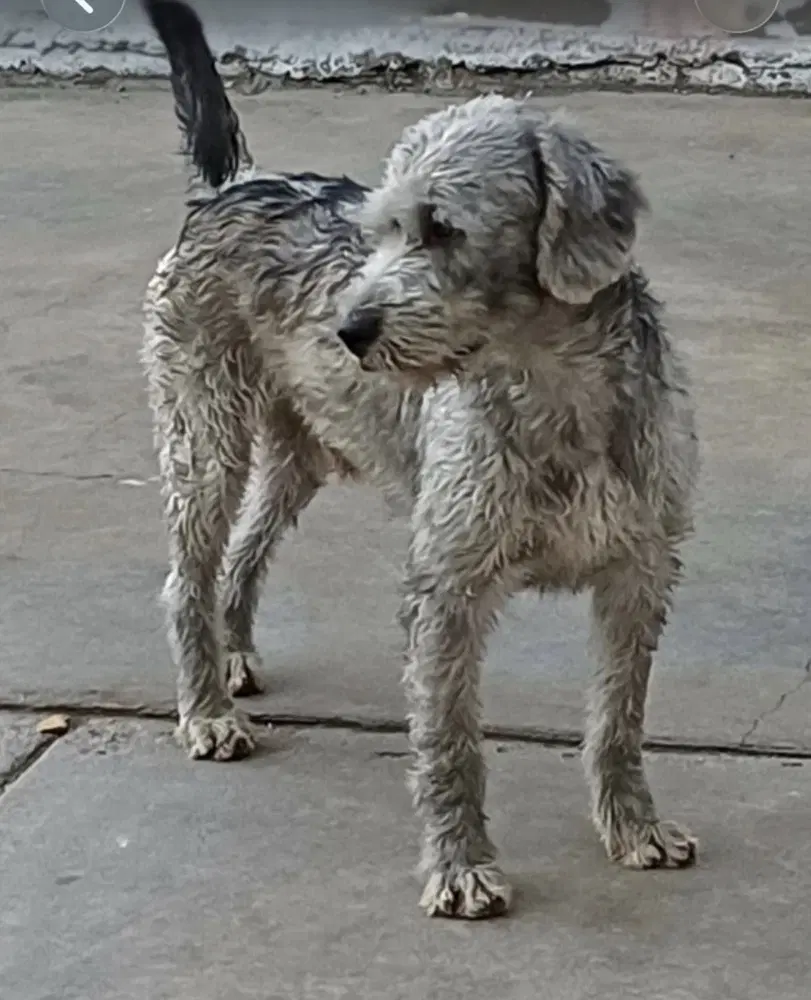 Murphy Calif Ky - Terrier